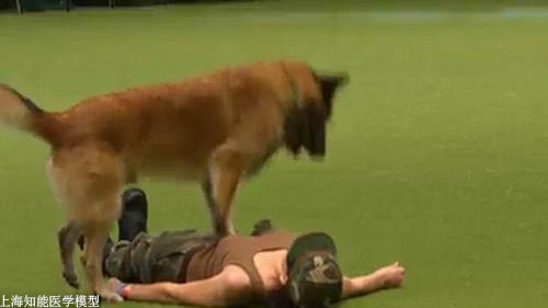 心肺復蘇模擬人