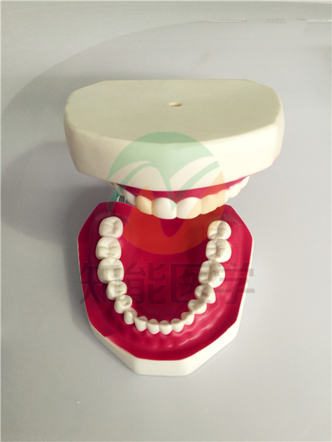 口腔護理模型