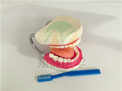口腔護理模型