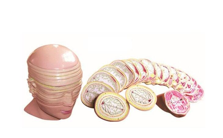 知能醫學模型人體頭頸部斷層解剖橫切面模型 BIX-A3001 知能醫學模型人體頭頸部斷層解剖橫切面模型 BIX-A3001