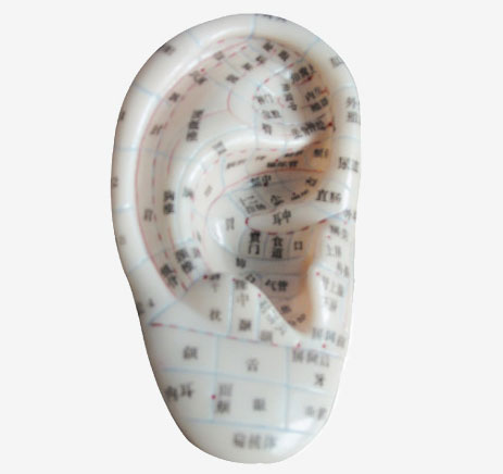 耳針灸模型（中文、英代）1:1 