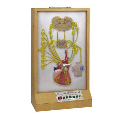 心臟神經(jīng)支配電動模型