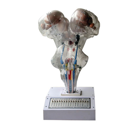 腦、腦水平切、腦神經(jīng)核立體關(guān)系電動模型